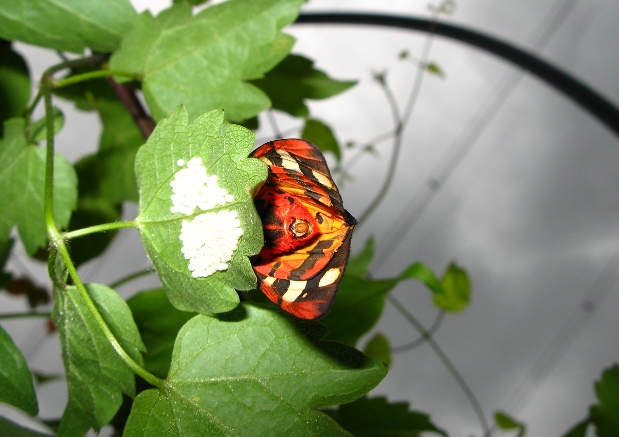 Lepidoptera villica depone uova su rampicante 